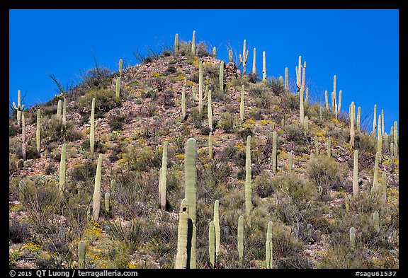 Hill with saguaro cacti in the spring. Saguaro National Park (color)