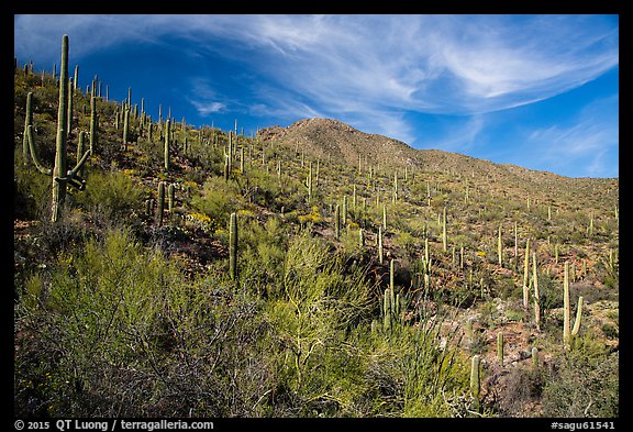 Verdant desert slopes leading to Wasson Peak. Saguaro National Park, Arizona, USA.