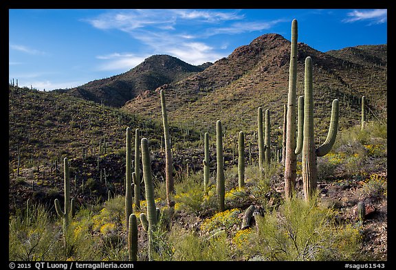 Cactus forest and rocky desert mountains. Saguaro National Park (color)