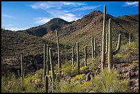 Cactus forest and rocky desert mountains. Saguaro National Park ( color)