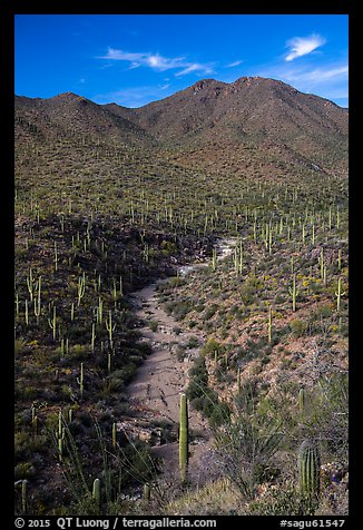 Wash surrouned by innumerable cacti, and Wasson Peak. Saguaro National Park (color)