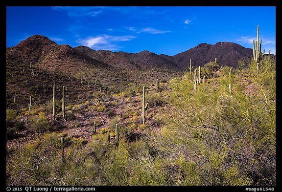 Palo Verde, cacti, and Wasson Peak. Saguaro National Park, Arizona, USA.
