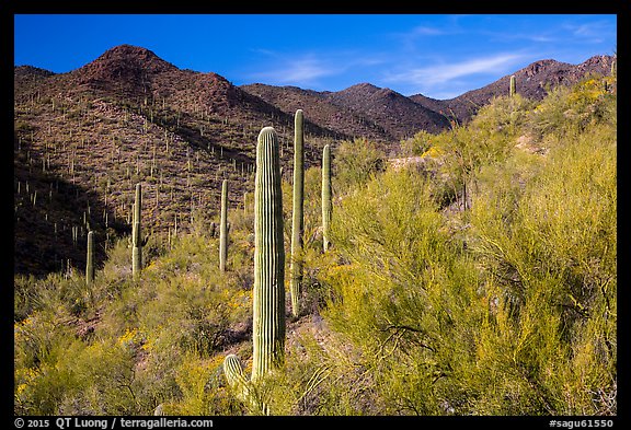 Palo Verde and slopes covered with cactus, Tucson Mountains. Saguaro National Park, Arizona, USA.