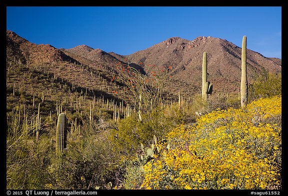 Blooming brittlebush and slopes covered with cactus, Tucson Mountains. Saguaro National Park (color)