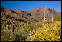 Blooming brittlebush and slopes covered with cactus, Tucson Mountains. Saguaro National Park ( color)