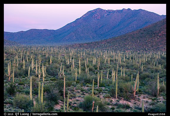Bajada with cactus forest and Tucson Mountains at dusk. Saguaro National Park (color)