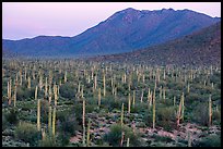 Bajada with cactus forest and Tucson Mountains at dusk. Saguaro National Park ( color)