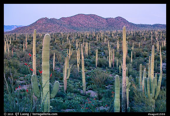 Bajada covered with cactus and Tucson Mountains at dusk. Saguaro National Park (color)