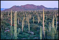 Bajada covered with cactus and Tucson Mountains at dusk. Saguaro National Park ( color)