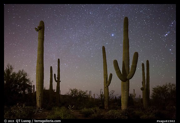 Saguaro cacti and starry night sky. Saguaro National Park, Arizona, USA.