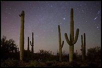 Saguaro cacti and starry night sky. Saguaro National Park ( color)
