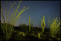 Ocotillo and saguaro cactus at night. Saguaro National Park, Arizona, USA.