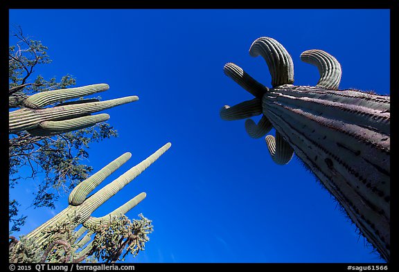 Looking up multi-armed saguaro cacti. Saguaro National Park (color)