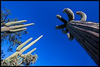 Looking up multi-armed saguaro cacti. Saguaro National Park ( color)