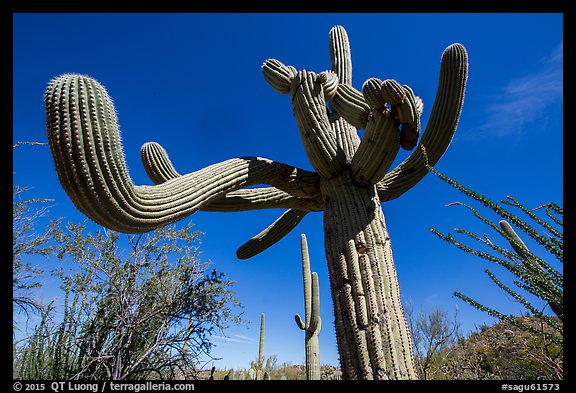 Saguaro cactus with multiple twisted arms. Saguaro National Park (color)