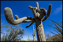 Saguaro cactus with multiple twisted arms. Saguaro National Park ( color)