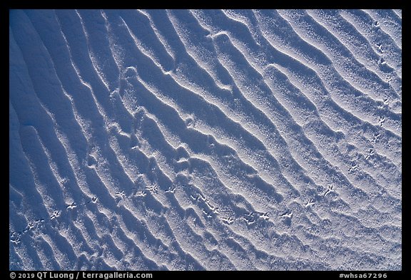 Close-up of ripples and bird tracks. White Sands National Park, New Mexico, USA.