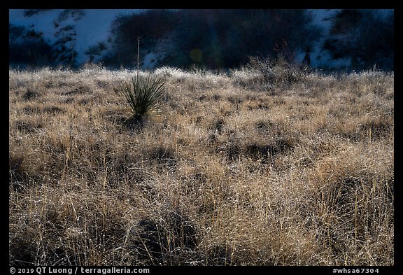 Grasses and shurbs. White Sands National Park (color)