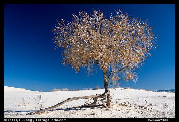 Rio Grande Cottonwood tree (Populus deltoids subspecies wizlizenii) in late autumn. White Sands National Park, New Mexico, USA.