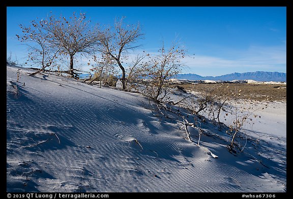 Dunes with Rio Grande Cottonwood trees. White Sands National Park (color)