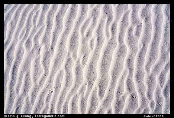 Close-up of dune ripples and kangaroo rat tracks. White Sands National Park, New Mexico, USA.