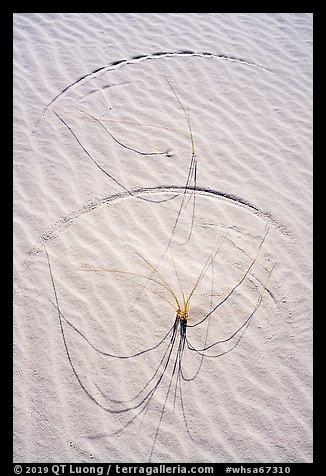 Close-up of grasses on dunes with trails. White Sands National Park, New Mexico, USA.