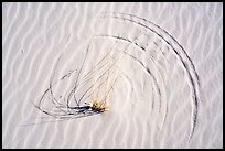 Close-up of grasses on dunes with trails left by tip motion. White Sands National Park ( color)