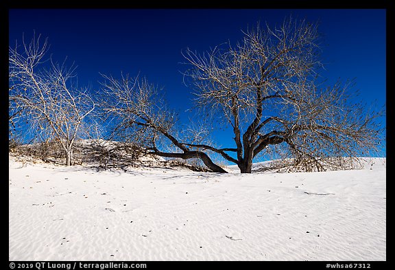 Rio Grande Cottonwood trees and sand dunes. White Sands National Park, New Mexico, USA.