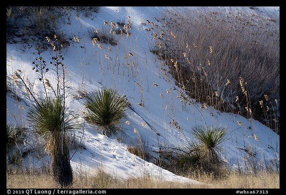 Yucca and grasses on dune flank. White Sands National Park (color)