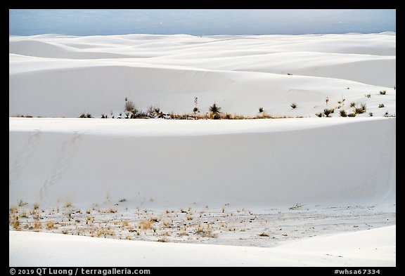 Dune ridges and dune vegetation. White Sands National Park (color)