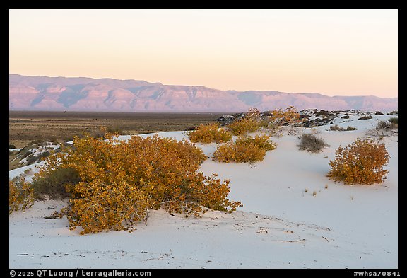 Rio Grande cottonwood shurbs in autum. White Sands National Park (color)