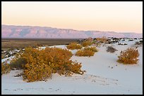 Rio Grande cottonwood shurbs in autum. White Sands National Park ( color)