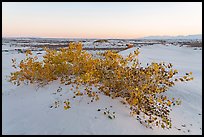 Rio Grande cottonwood shurbs with autumn foliage at dusk. White Sands National Park ( color)