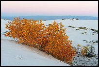 Rio Grande cottonwood in autumn and white sands at dusk. White Sands National Park ( color)