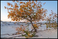 Rio Grande cottonwood trees in autumn. White Sands National Park ( color)