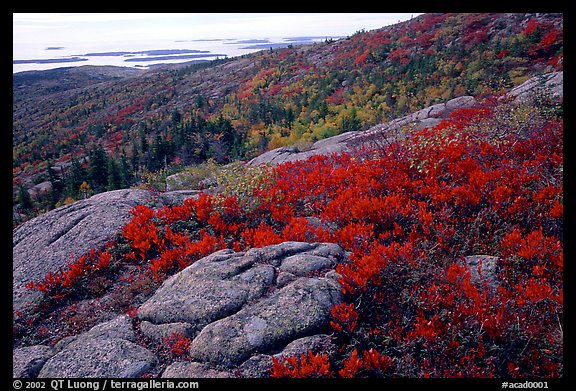 Shrubs and granite slabs on Cadillac mountain. Acadia National Park, Maine, USA.