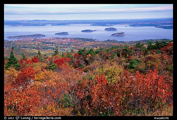 Shrubs and Frenchman Bay from Cadillac mountain. Acadia National Park, Maine, USA.
