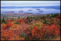 Shrubs and Frenchman Bay from Cadillac mountain. Acadia National Park, Maine, USA. (color)