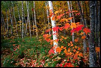 Autumn forest scene with white birch and red maples. Acadia National Park ( color)