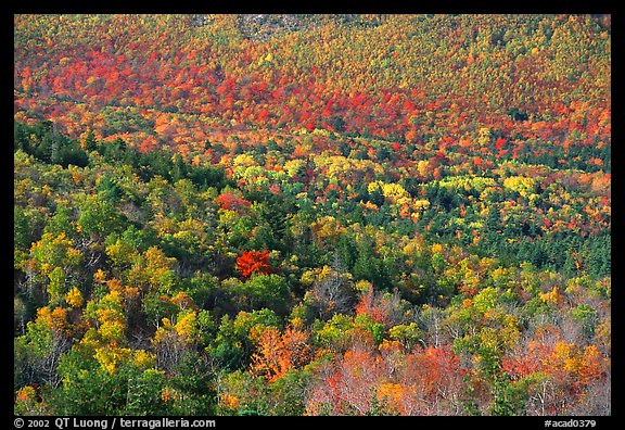 Valley filled  with trees in autumn foliage. Acadia National Park, Maine, USA.