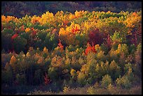 Distant mosaic of trees in autumn foliage. Acadia National Park, Maine, USA. (color)