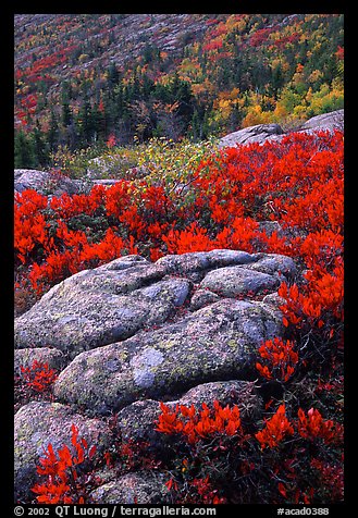 Bright red shrubs and granite slabs on Cadillac mountain. Acadia National Park (color)