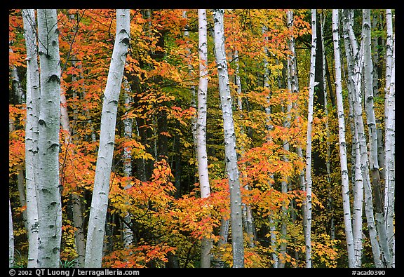 White birches and red maples. Acadia National Park, Maine, USA.