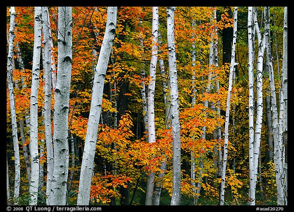 White birch trunks and orange leaves of red maples. Acadia National Park, Maine, USA.