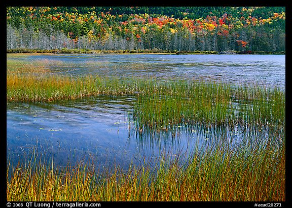 Reeds in pond with trees in fall foliage in the distance. Acadia National Park, Maine, USA.