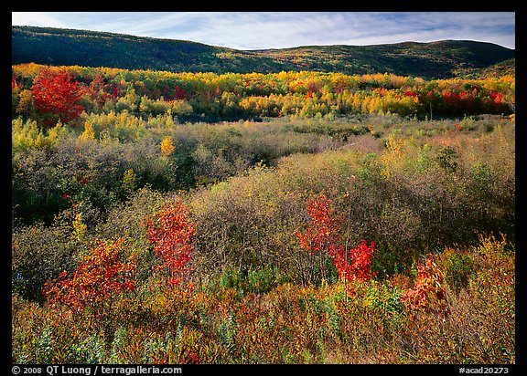 Shrubs, and hills with trees in autumn colors. Acadia National Park, Maine, USA.