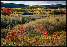 Shrubs, and hills with trees in autumn colors. Acadia National Park, Maine, USA.