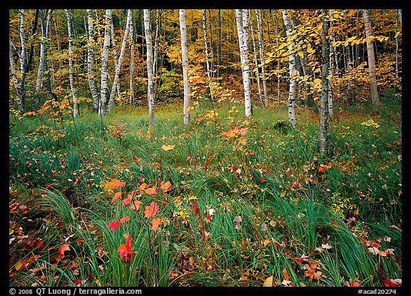 Grasses with fallen leaves and birch forest in autumn. Acadia National Park, Maine, USA.
