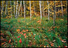 Grasses with fallen leaves and birch forest in autumn. Acadia National Park, Maine, USA.