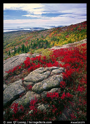 Berry plants in bright fall color, rock slabs, forest on hillside, and coast. Acadia National Park, Maine, USA.